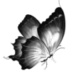 🦋