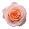 🌺