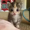 🐱