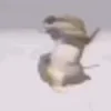 🦎