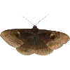 🦋