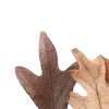 🍂