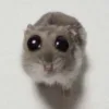 🥺