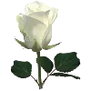 🌹