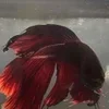 💢