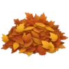 🍁
