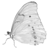 🦋