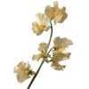 🌸
