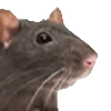 🐀