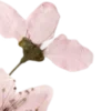 🌸