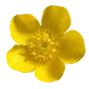 🌼