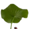 🌱