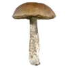 🍄