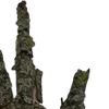 🪲