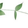 🌿
