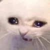 😿