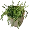 🌿