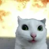 🤩
