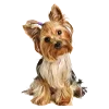 🐶