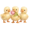 🐥