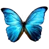 🦋