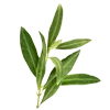 🌿