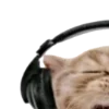 🐱