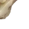 🦪