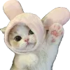 😻