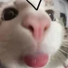 🤩