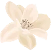 🌺
