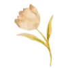 🌷