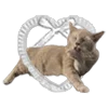 🐈