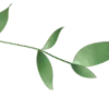 🌿