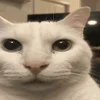 🐱