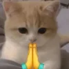 🤩