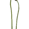 🌱