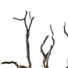 🌳