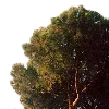 🌳
