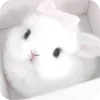 🌸