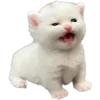 🐈