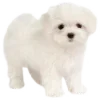 🐶