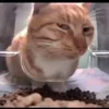 🐈