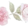 🌸