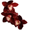 🥀
