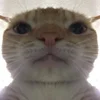 🐱