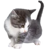 🐱
