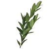 🌿