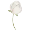 🌷