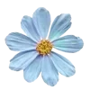 🌺
